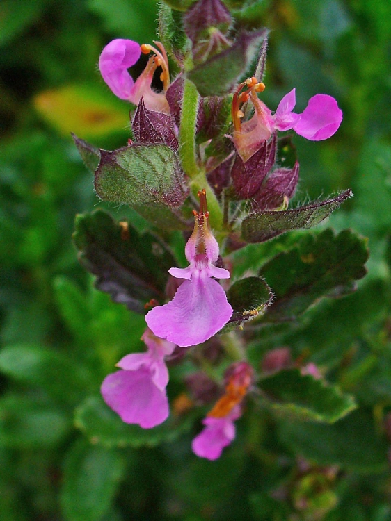TEUCRIUM CHAMAEDRYS