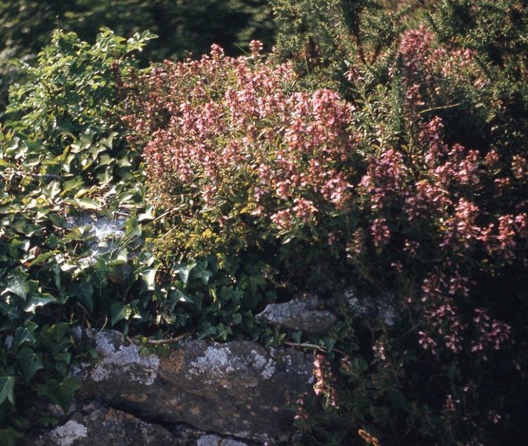 TEUCRIUM CHAMAEDRYS NANUM