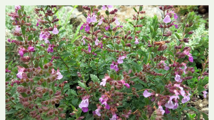 TEUCRIUM CHAMAEDRYS NANUM