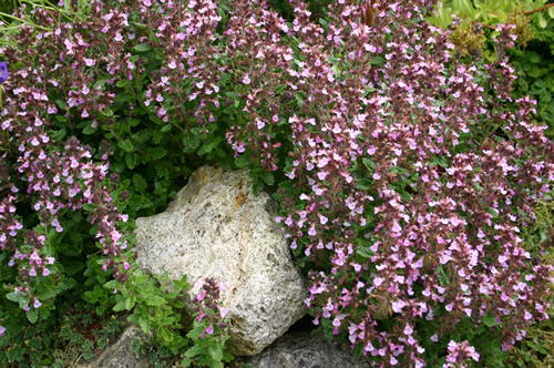 TEUCRIUM CHAMAEDRYS NANUM