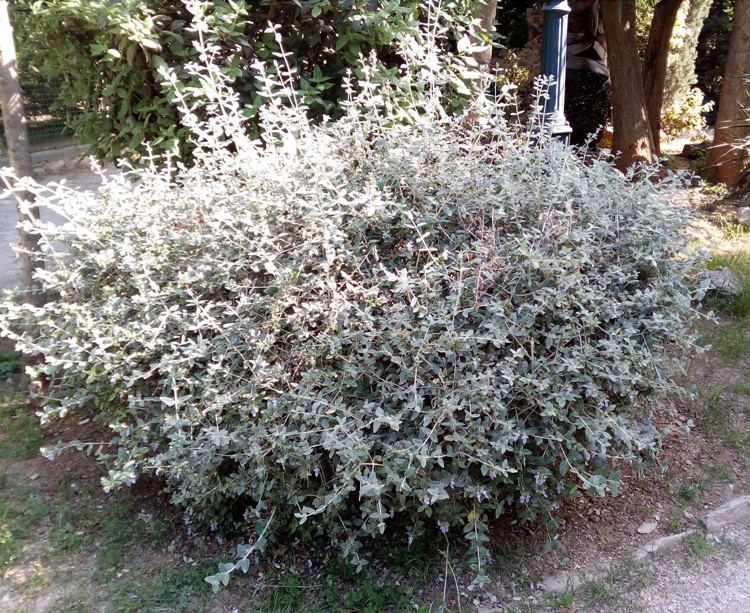 TEUCRIUM FRUTICANS AZUREUM