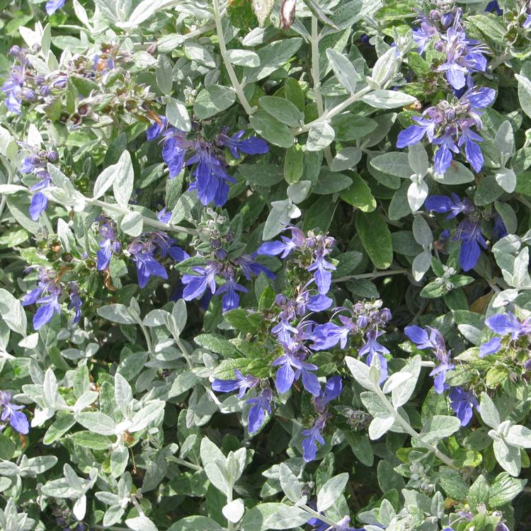 TEUCRIUM FRUTICANS AZUREUM
