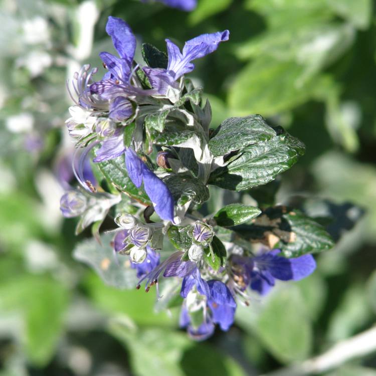TEUCRIUM FRUTICANS AZUREUM