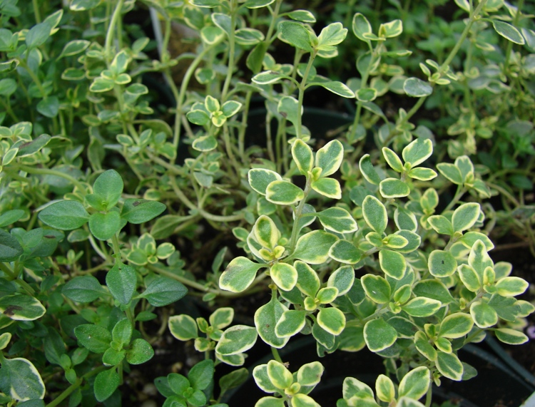 THYMUS IN VARIETA'