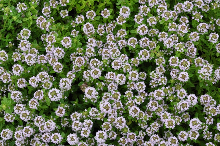 THYMUS IN VARIETA'