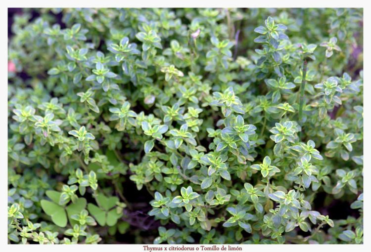 THYMUS IN VARIETA'