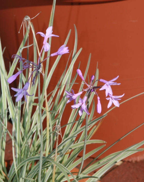 TULBAGHIA VIOLACEA SILVER LACE