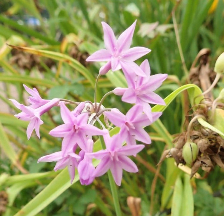 TULBAGHIA VIOLACEA SILVER LACE