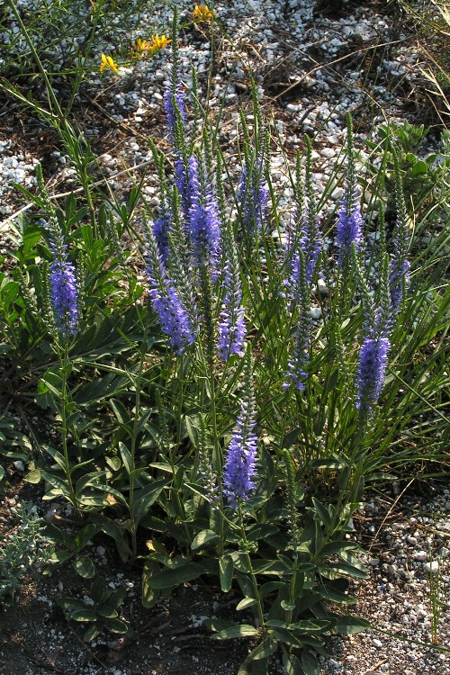 VERONICA SPICATA NANA BLAUTEPPICH