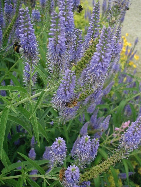 VERONICA SPICATA NANA BLAUTEPPICH