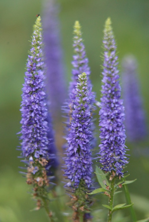 VERONICA SPICATA NANA BLAUTEPPICH