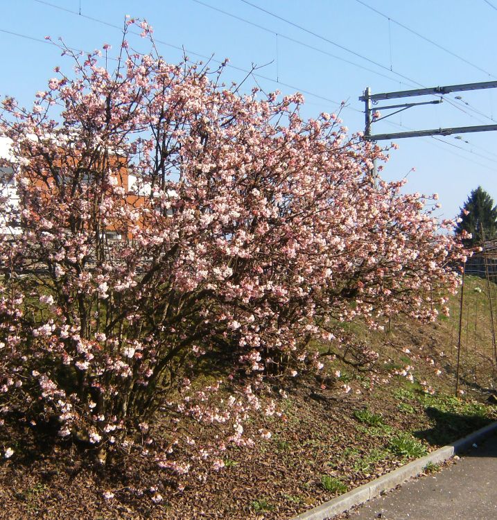 VIBURNUM BODNATENSE DAWN