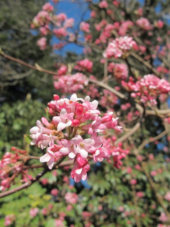 VIBURNUM BODNATENSE DAWN