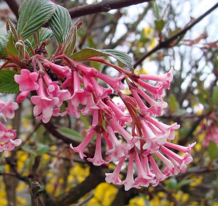 VIBURNUM BODNATENSE DAWN