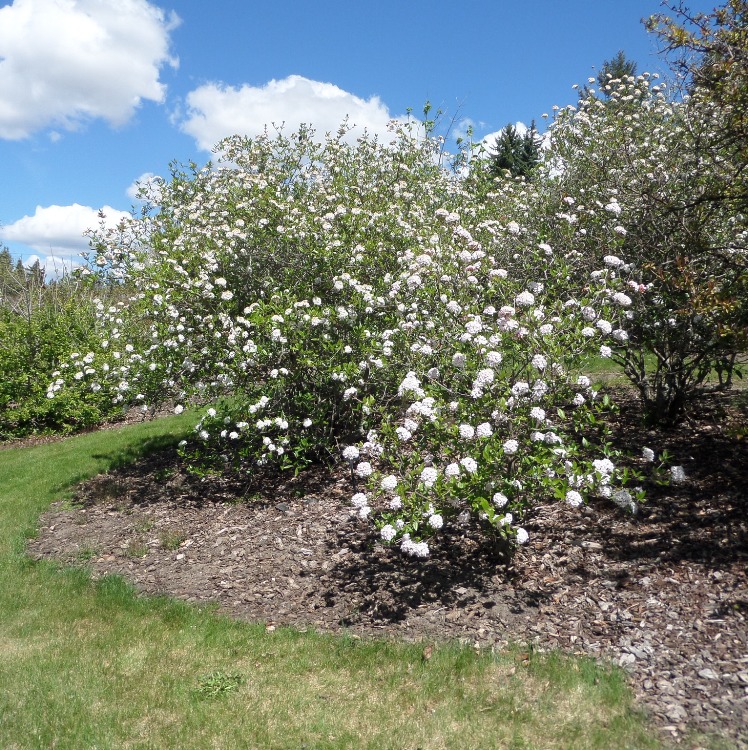 VIBURNUM BURKWOODII