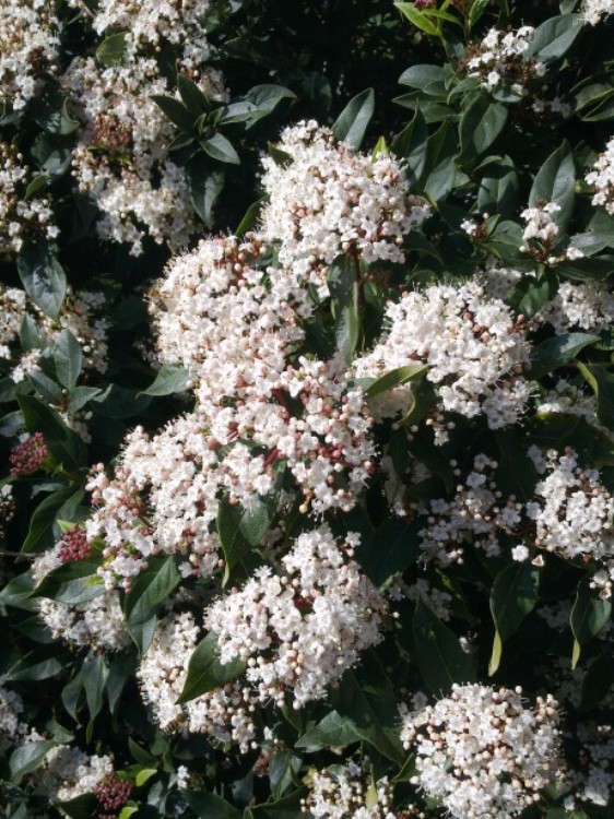 VIBURNUM BURKWOODII