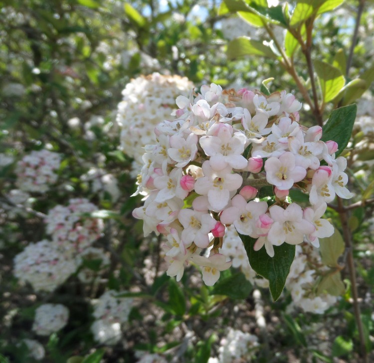 VIBURNUM BURKWOODII