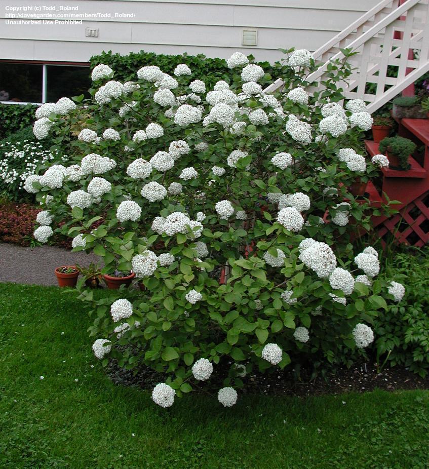 VIBURNUM CARLCHEPHALUM
