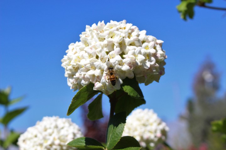 VIBURNUM CARLCHEPHALUM