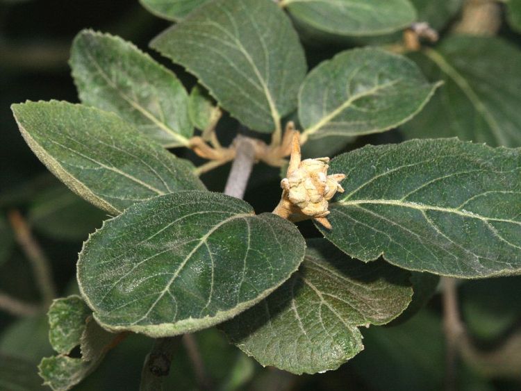 VIBURNUM CARLCHEPHALUM