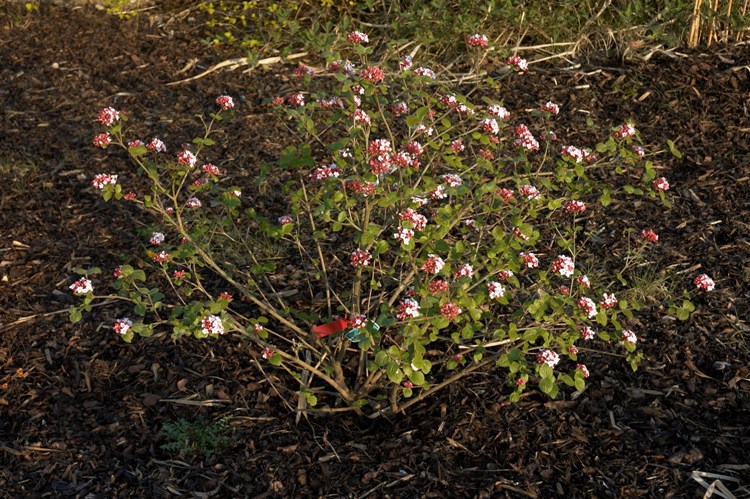 VIBURNUM CARLESII AURORA