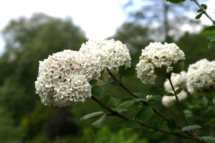 VIBURNUM CARLESII AURORA