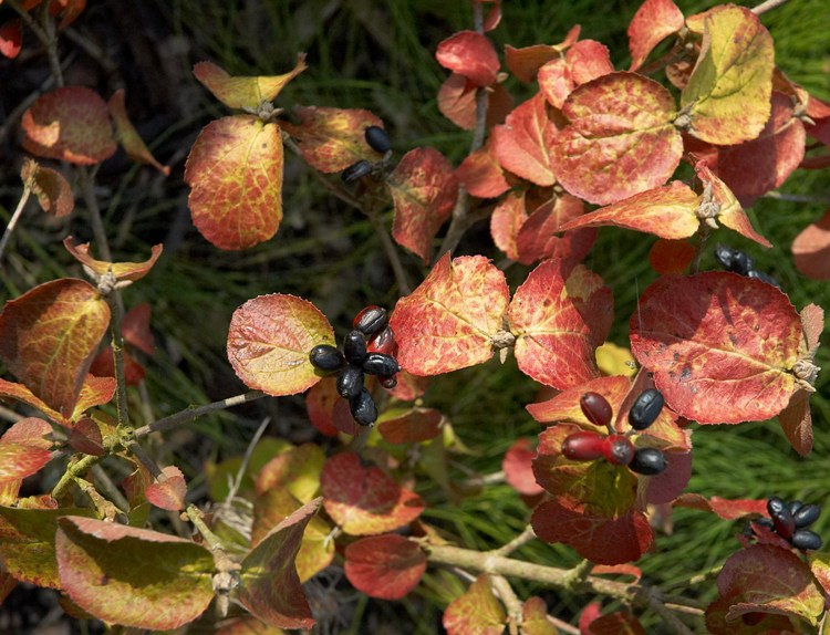 VIBURNUM CARLESII AURORA