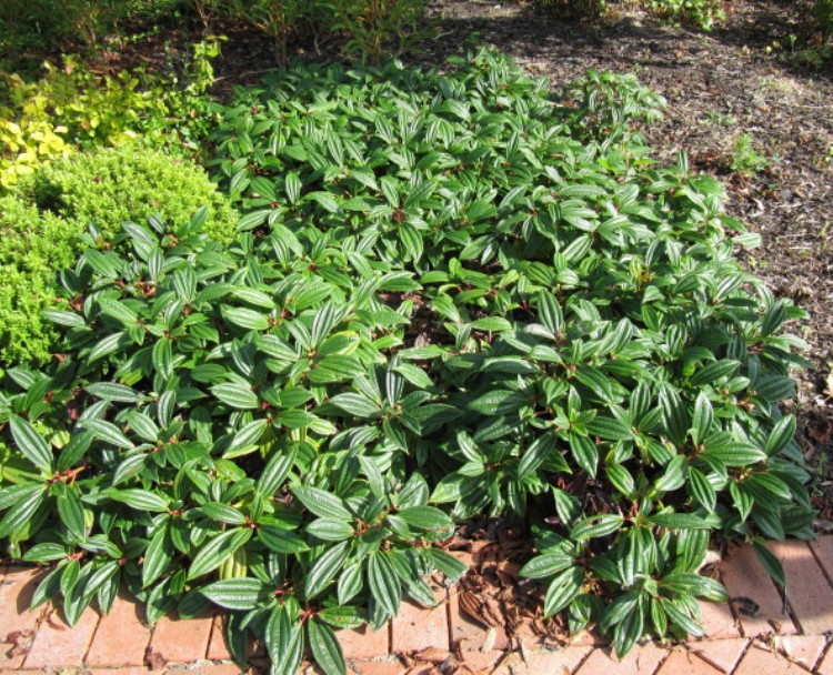 VIBURNUM DAVIDII