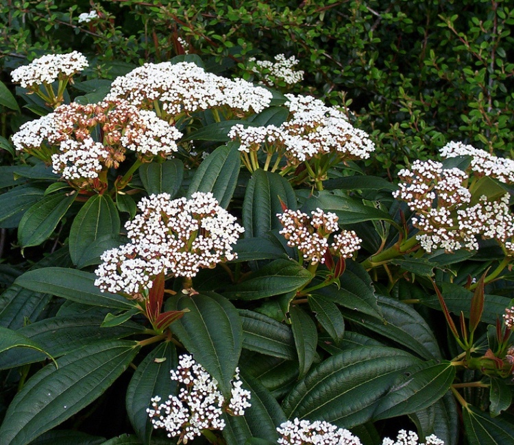 VIBURNUM DAVIDII