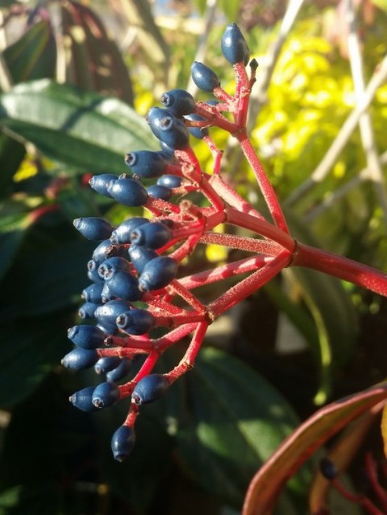 VIBURNUM DAVIDII