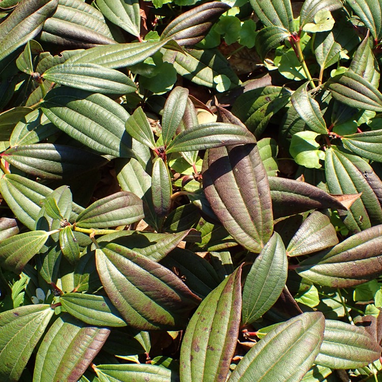 VIBURNUM DAVIDII ANGUSTIFOLIA