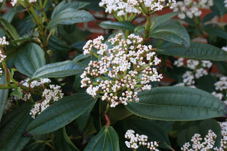VIBURNUM DAVIDII ANGUSTIFOLIA