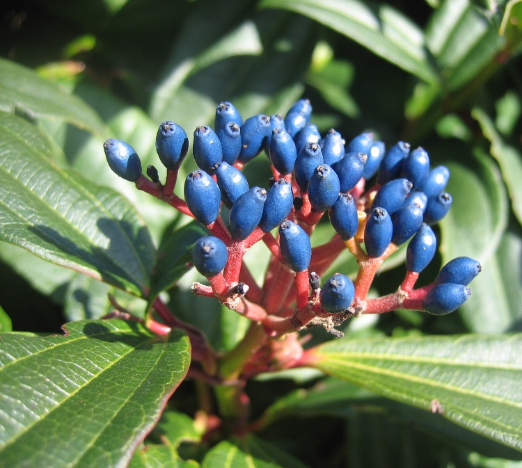 VIBURNUM DAVIDII ANGUSTIFOLIA