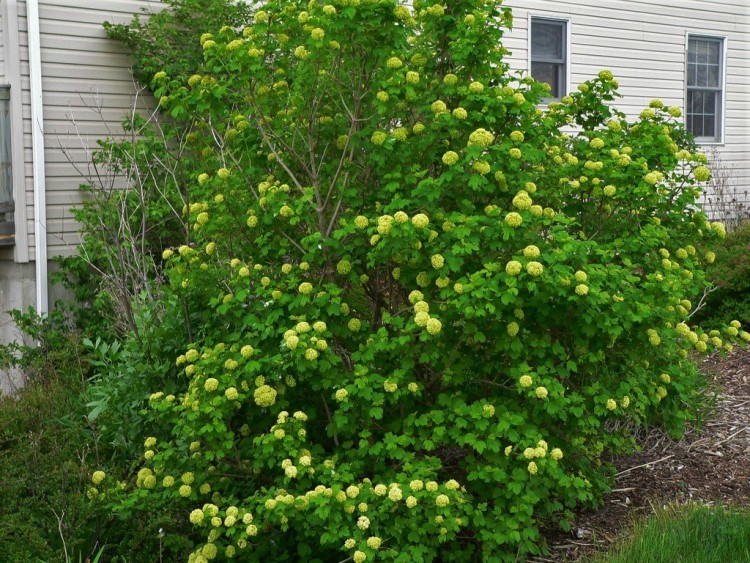 VIBURNUM LANTANA