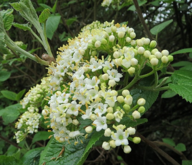 VIBURNUM LANTANA