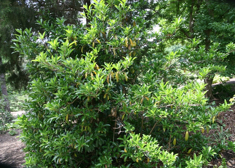 VIBURNUM LUCIDUM