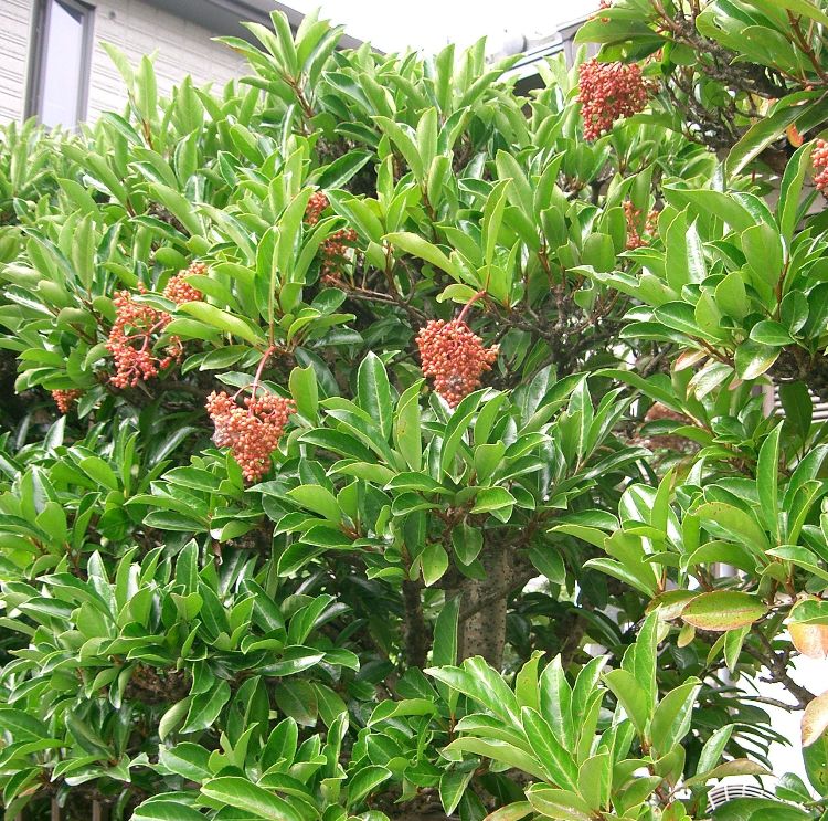 VIBURNUM LUCIDUM