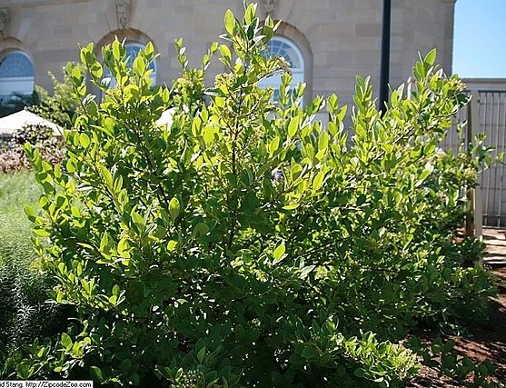 VIBURNUM NUDUM PINK BEAUTY