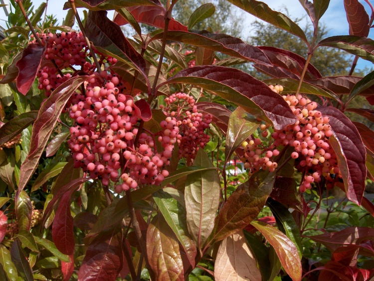 VIBURNUM NUDUM PINK BEAUTY