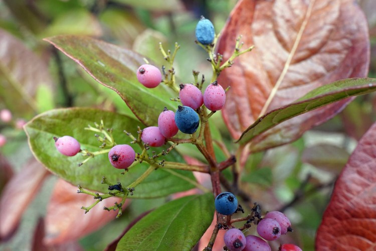 VIBURNUM NUDUM PINK BEAUTY