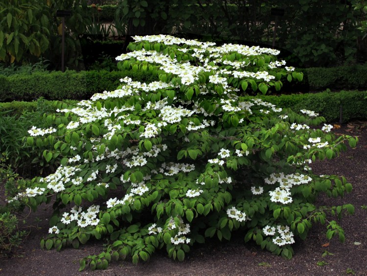 VIBURNUM PLICATUM MARIESII