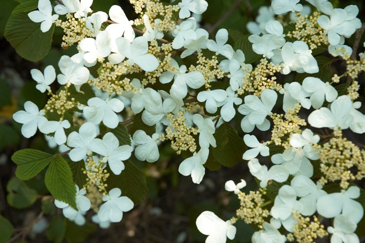 VIBURNUM PLICATUM MARIESII