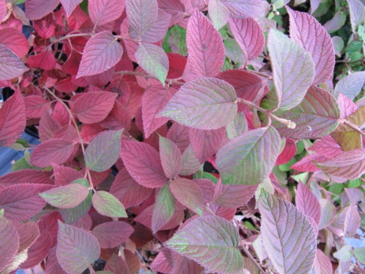 VIBURNUM PLICATUM MARIESII