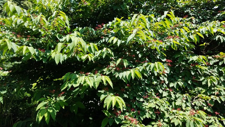 VIBURNUM PLICATUM SHASTA