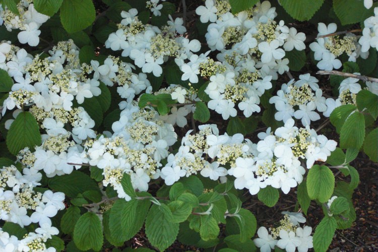 VIBURNUM PLICATUM SHASTA