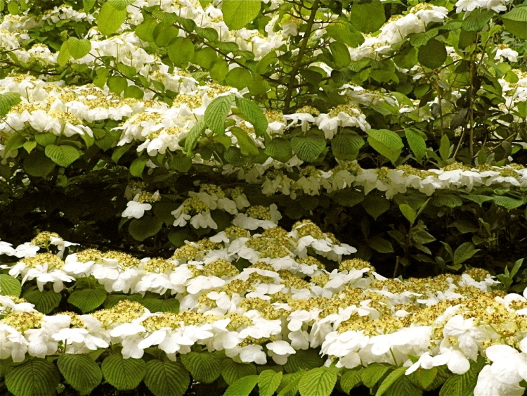 VIBURNUM PLICATUM SHASTA