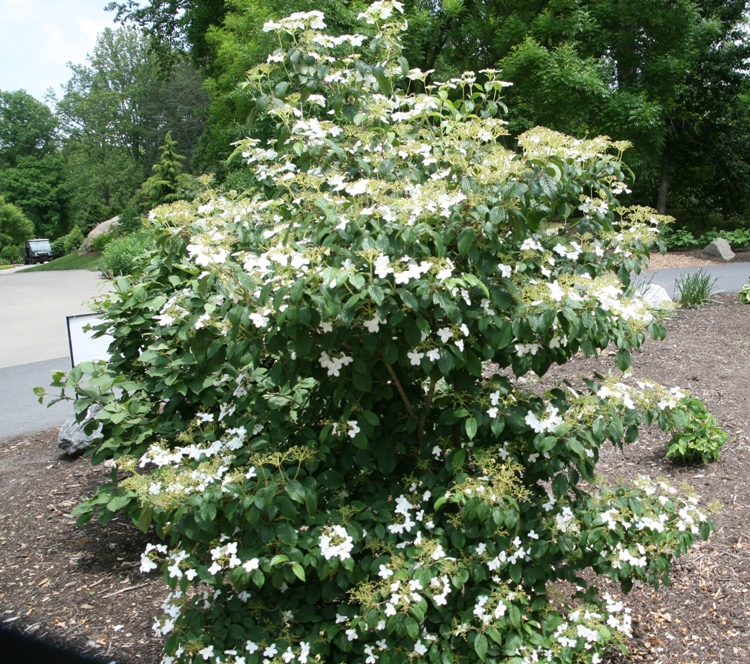 VIBURNUM PLICATUM SUMMER SNOWFLAKE