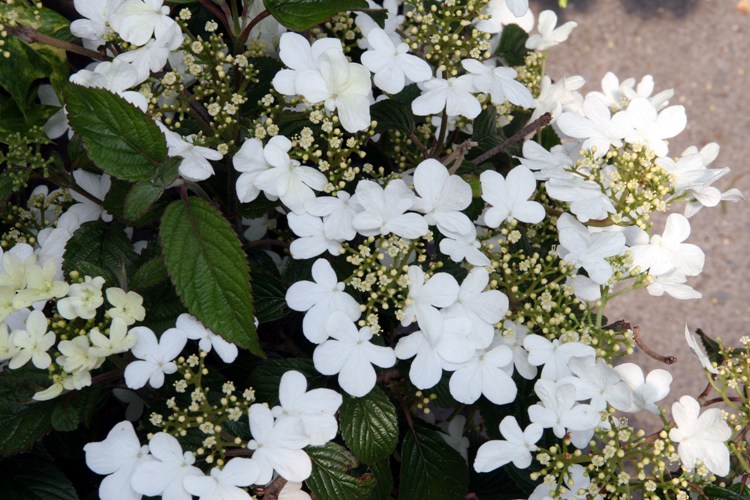 VIBURNUM PLICATUM SUMMER SNOWFLAKE