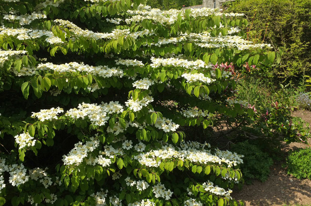 VIBURNUM PLICATUM WATANABE