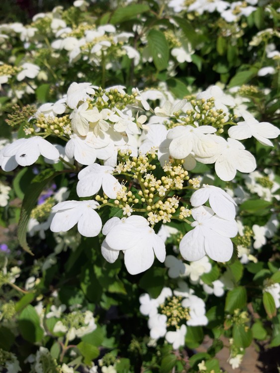 VIBURNUM PLICATUM WATANABE